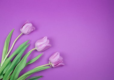 Mor arka planda mor laleler