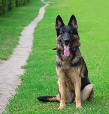 Alman çoban köpeği