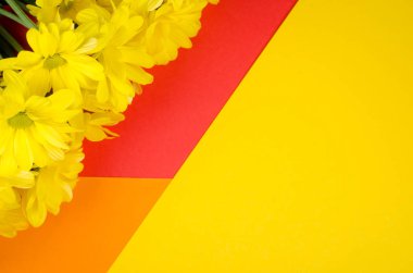 kasımpatı çiçekleri