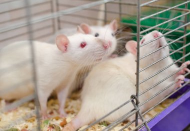 rat