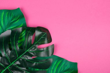 Monstera ve calathea pembe bir arka plan üzerinde bırakır