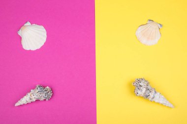 Parlak pembe ve sarı arka planlar üzerinde deniz kabukları