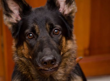 Alman çoban köpeği