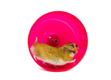 bir hamster tekerlek hamster