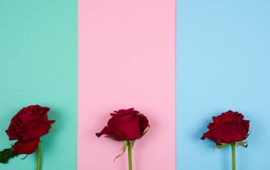 Çok renkli bir kağıt arka plan üzerinde üç kırmızı gül