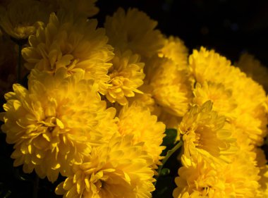 Sarı krizantem çiçekleri sanki karanlıkta parlıyormuş gibi