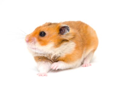 suriyeli hamster