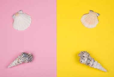 Pembe ve sarı arka planda deniz kabukları