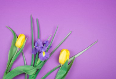 Sarı laleler ve mor bir iris çiçeği