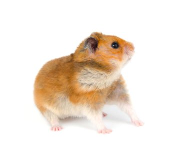 hamster