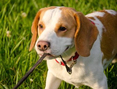 Beagle köpek yavrusu