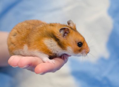 hamster