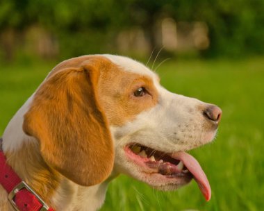 Beagle köpek yavrusu