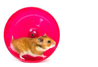 hamster