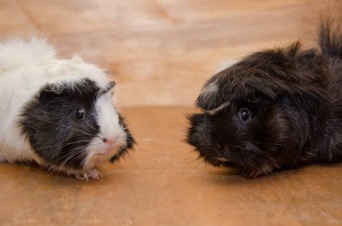 eskiden şiling şimdi pigs