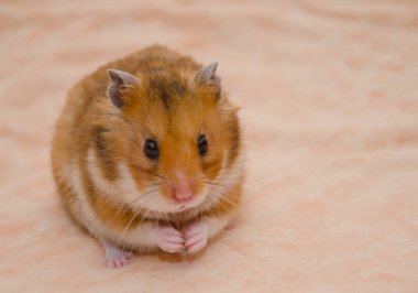 hamster