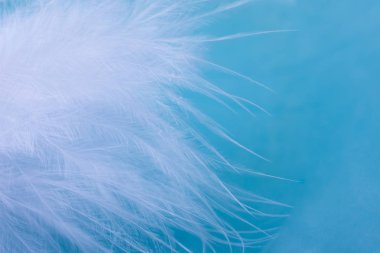 Yumuşak odak beyaz tüy