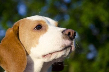 Beagle köpek yavrusu