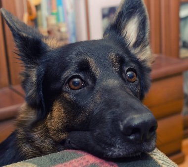 Alman çoban köpeği