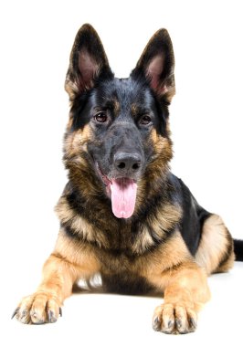 Alman çoban köpeği