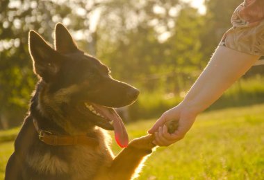 Alman çoban köpeği