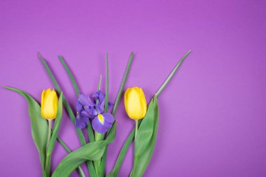 Sarı laleler ve mor bir iris çiçeği
