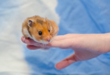 hamster