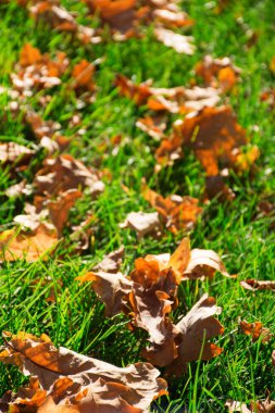 Parlak yeşil çimüzerinde sonbahar meşe yaprakları