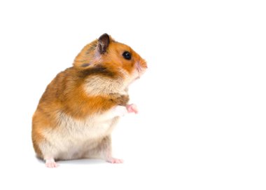 hamster