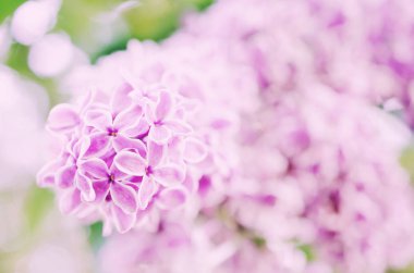 Yumuşak odak bulanık leylak çiçekleri