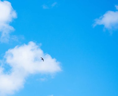 Parlak mavi gökyüzünde uçan kırlangıç