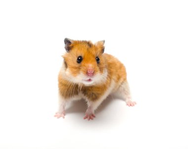 suriyeli hamster