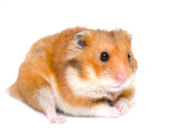 hamster