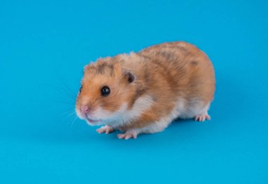 Sevimli komik Suriye hamster