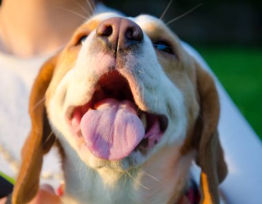 Beagle köpek yavrusu