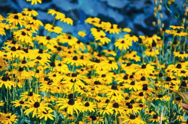 Siyah gözlü Susan (Rudbeckia hirta) çiçekleri