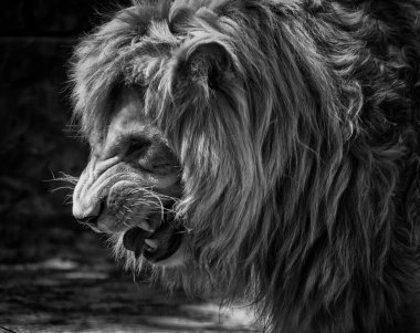 Aslan