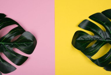 Monstera pembe ve sarı arka planlar üzerinde bırakır