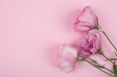 Lisianthus (eustoma) pastel pembe arka plan üzerinde çiçekler