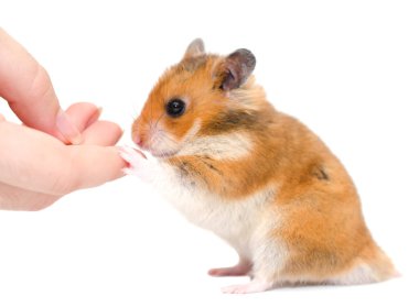 hamster