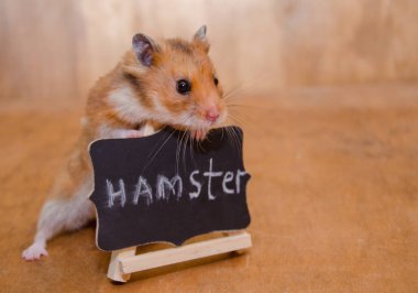 hamster