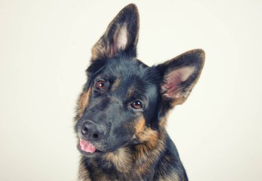 Alman çoban köpeği