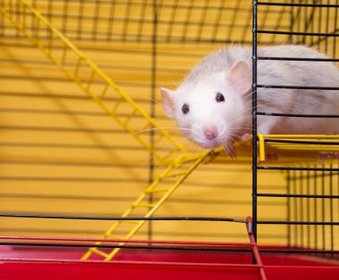 Dumbo cins laboratuvar sıçan