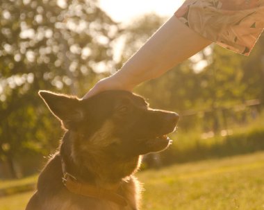 Alman çoban köpeği