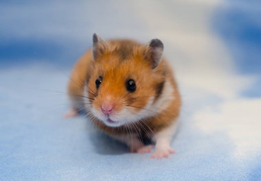 hamster