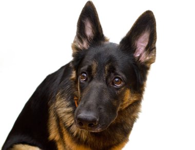 Alman çoban köpeği