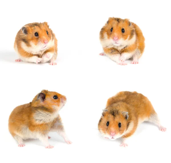 Hamsters — Stockfoto