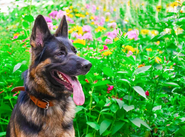 明るい花の背景に対するドイツの羊飼い — ストック写真