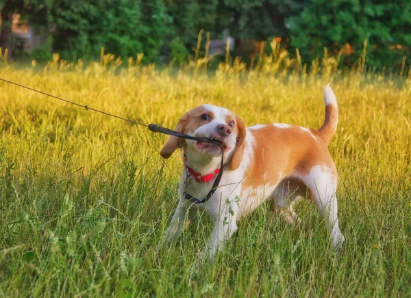 Beagle cucciolo — Foto Stock