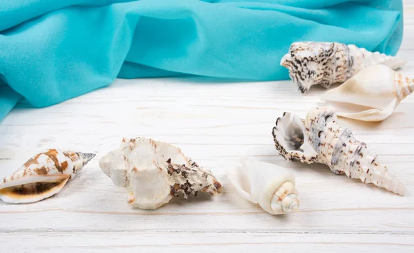 Seashells e tecido azul claro — Fotografia de Stock